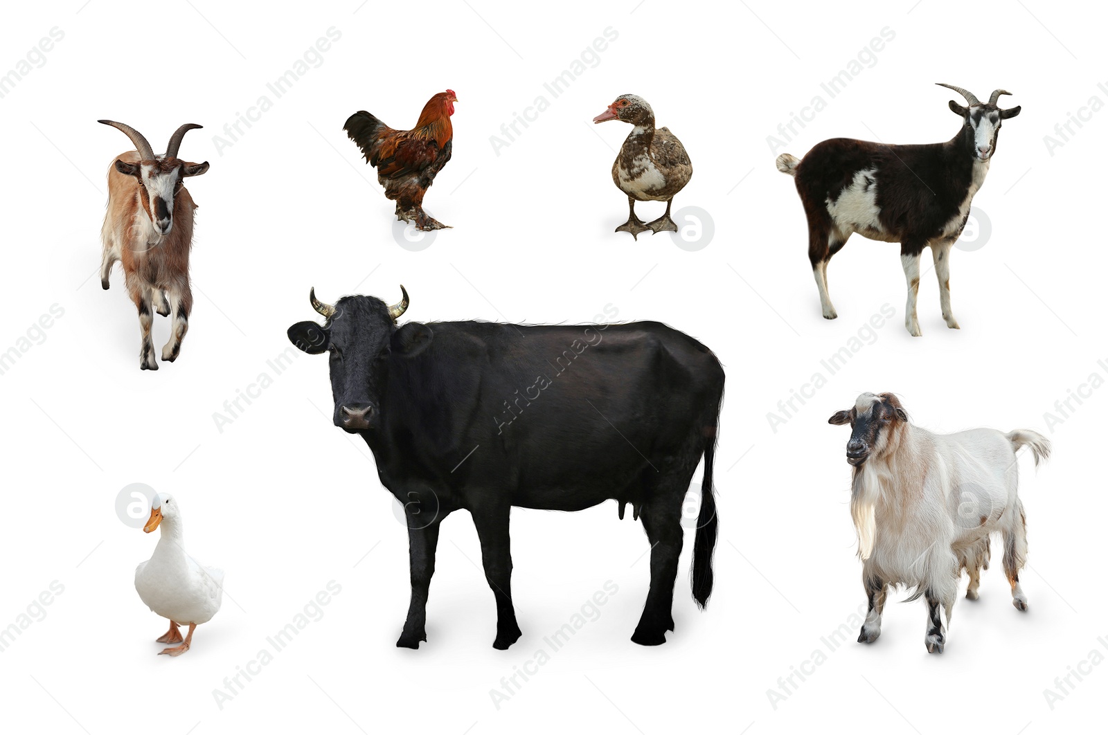 Image of Different farm animals on white background, collage