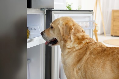 Photo of Cute Labrador Retriever seeking for food in refrigerator indoors