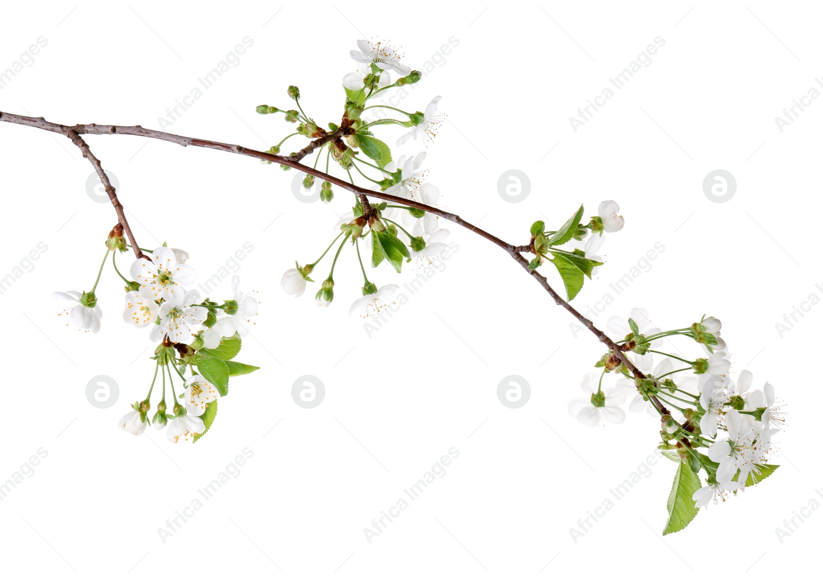 Photo of Spring branch with beautiful blossoms and leaves isolated on white