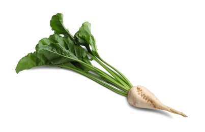 Sugar beet with leaves on white background