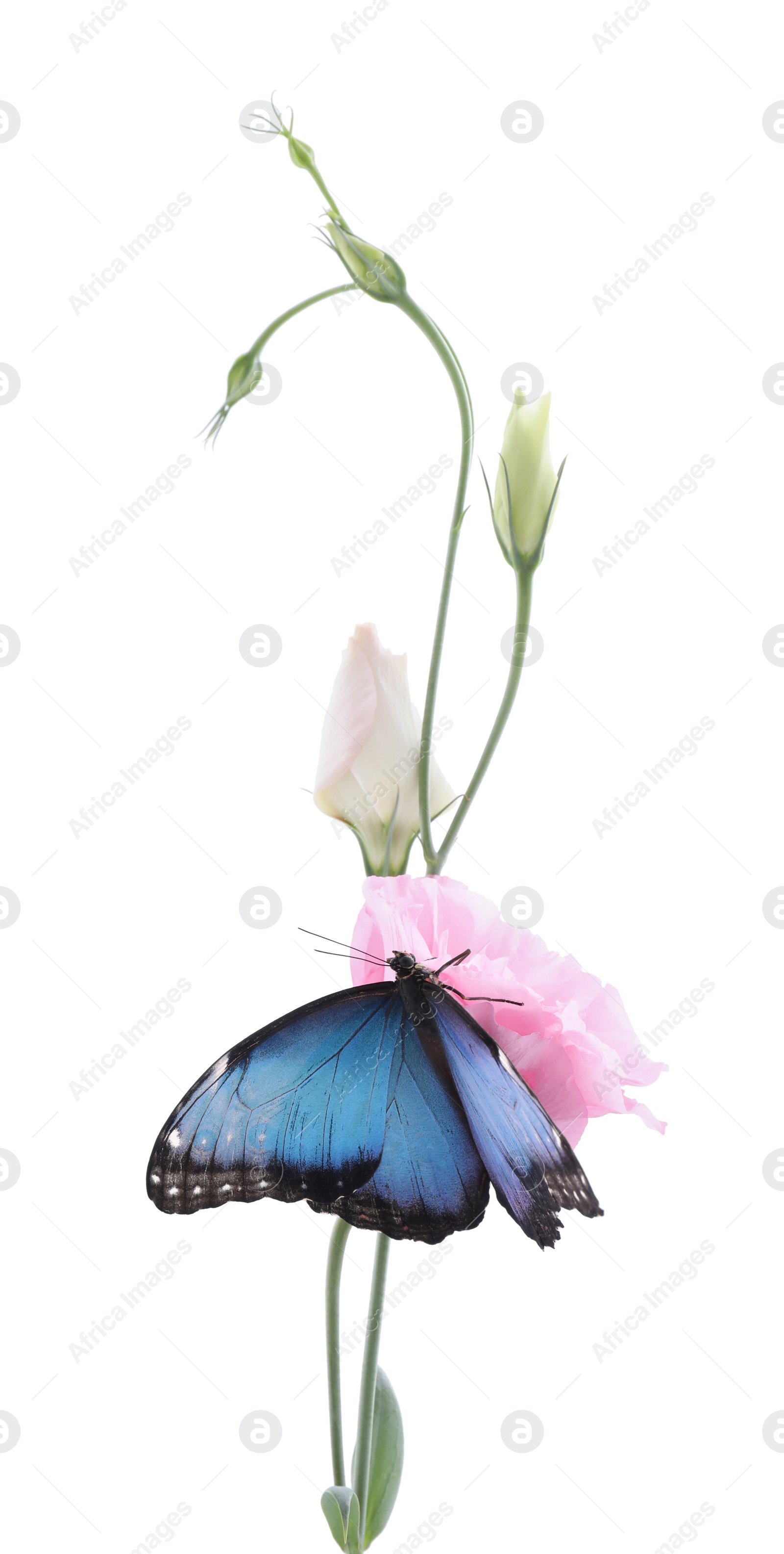 Photo of Beautiful common morpho butterfly sitting on eustoma flower against white background