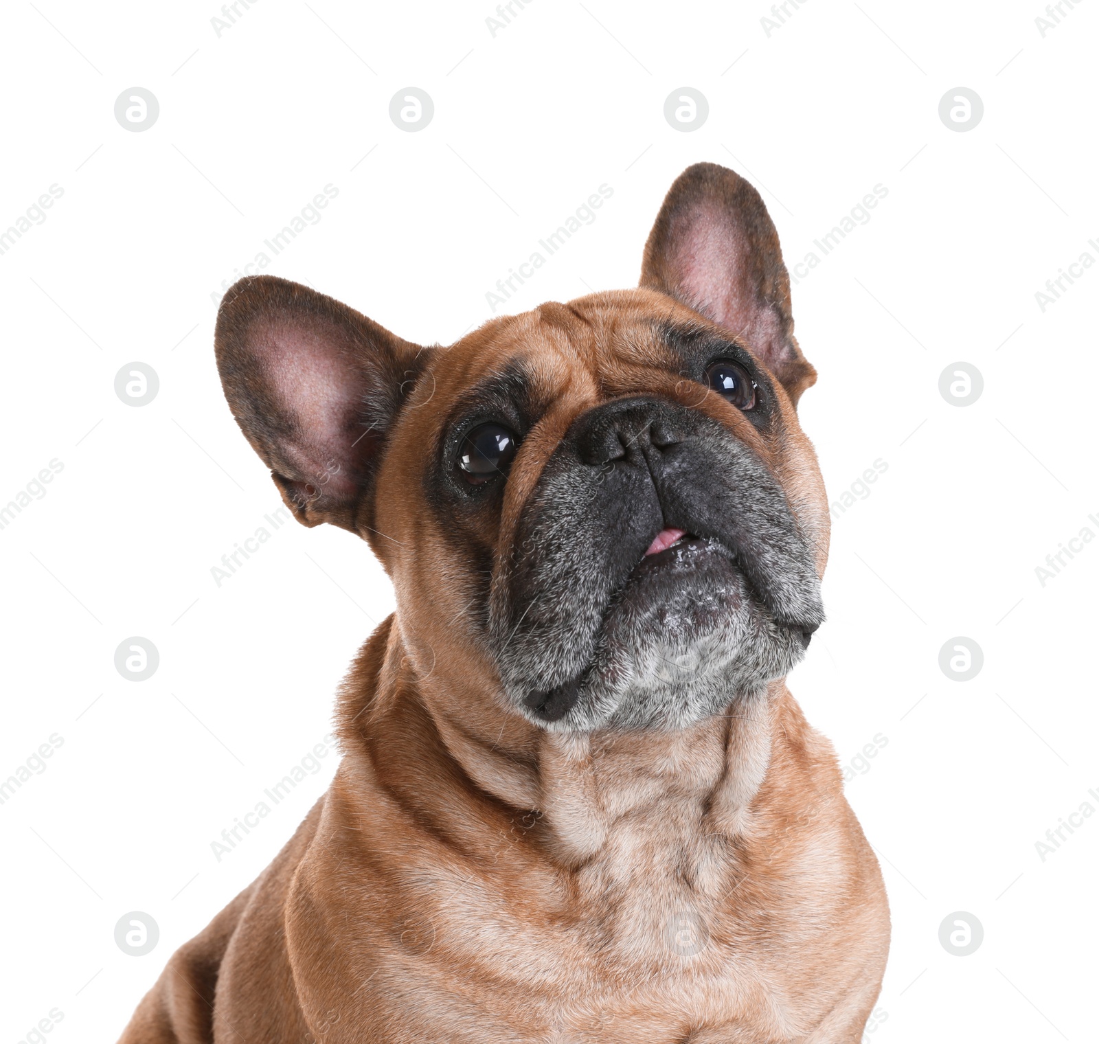 Photo of Cute French bulldog on white background. Funny pet