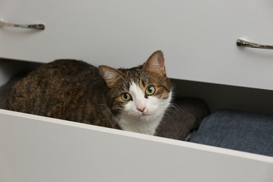 Photo of Cute cat in drawer at home. Lovely pet