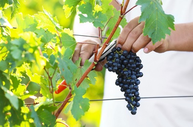 Photo of Man cutting bunch of fresh ripe juicy grapes with pruner outdoors, closeup