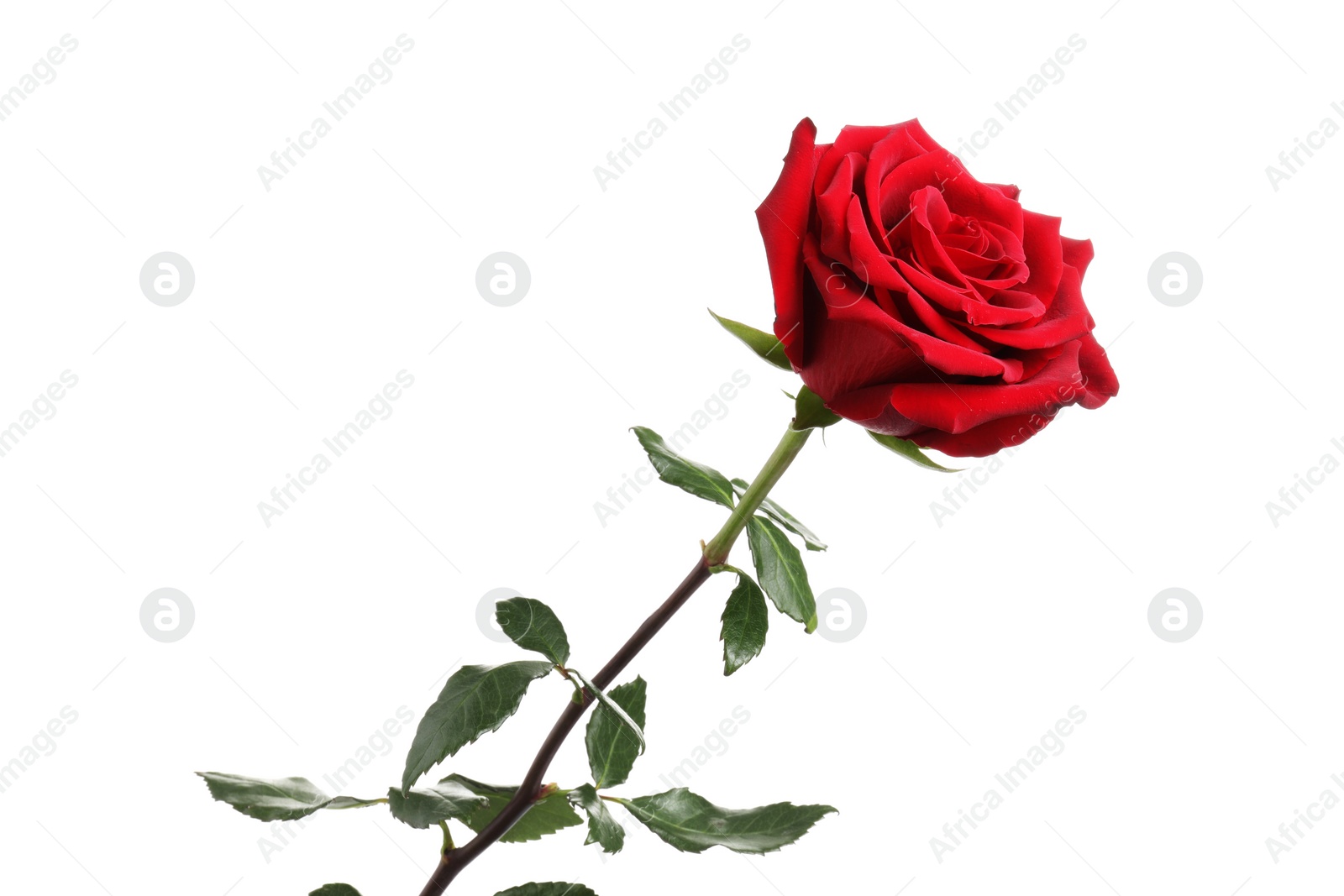 Photo of Beautiful fresh red rose isolated on white