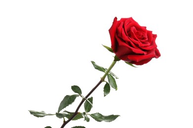 Photo of Beautiful fresh red rose isolated on white