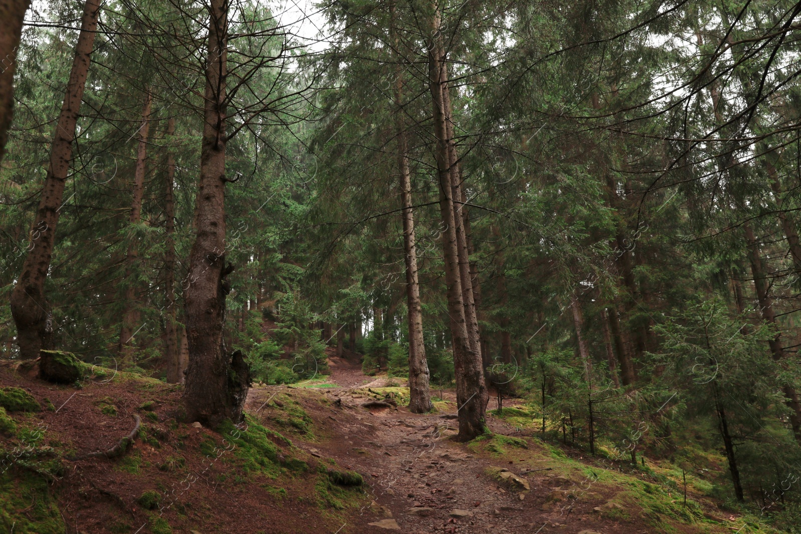 Photo of Picturesque view of beautiful green coniferous forest