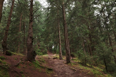 Photo of Picturesque view of beautiful green coniferous forest