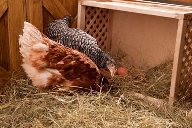 Two different beautiful chickens near nesting box with eggs in henhouse