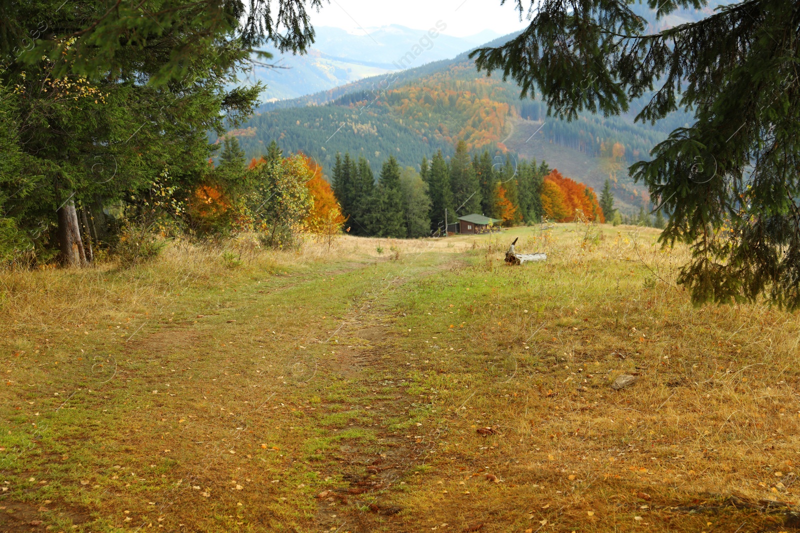 Photo of Beautiful view of mountain forest in autumn