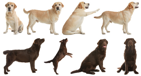 Image of Set of labrador dogs on white background