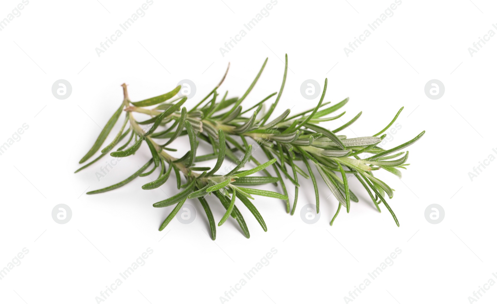 Photo of Sprig of fresh rosemary isolated on white