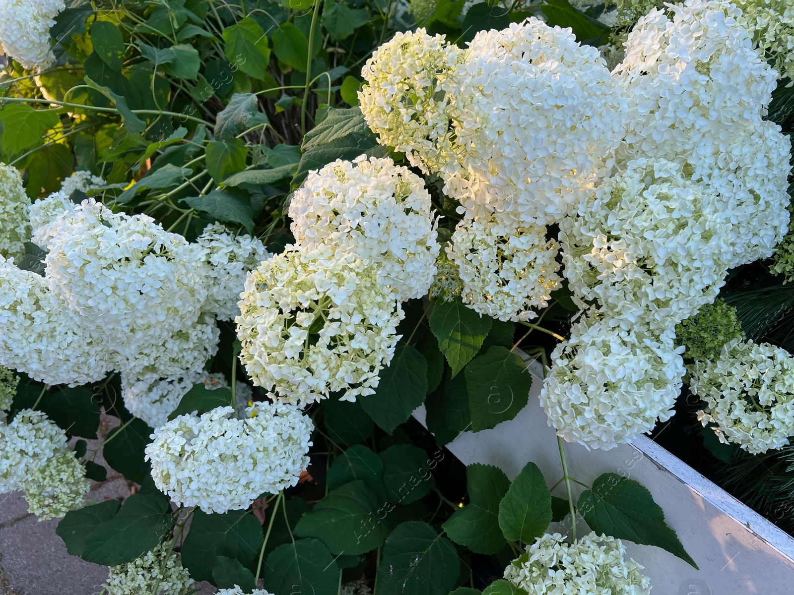 Photo of Hortensia plant with beautiful flowers growing outdoors