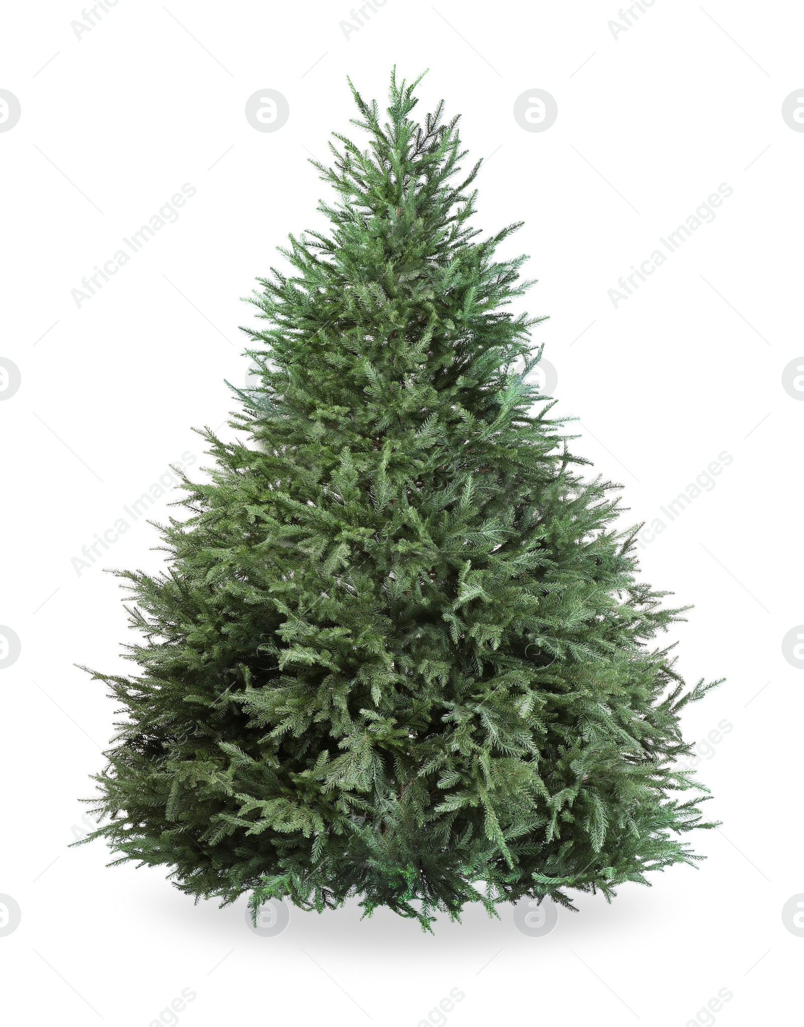 Photo of One green Christmas tree isolated on white