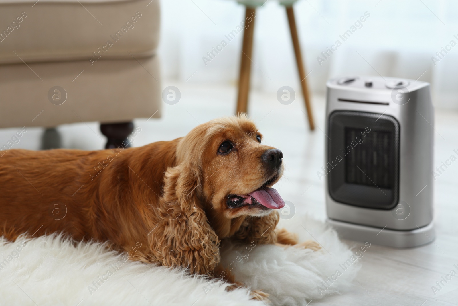 Photo of Beautiful cocker spaniel lying on rug near electric heater at home