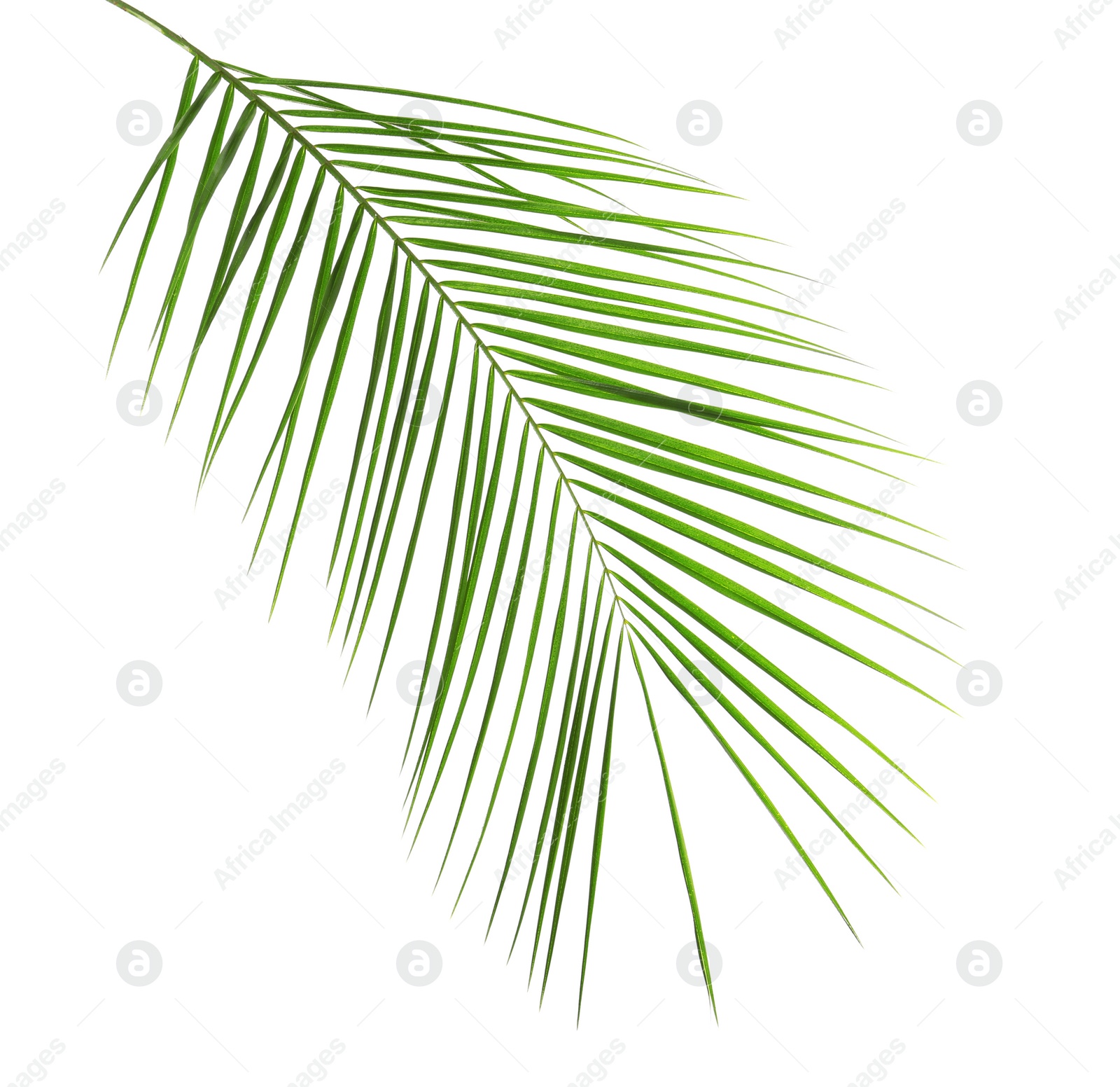 Photo of Fresh tropical date palm leaf on white background