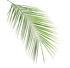 Fresh tropical date palm leaf on white background