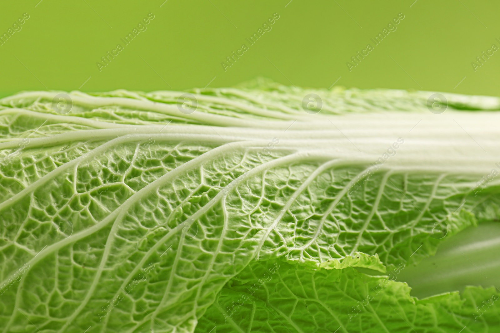 Photo of Fresh ripe Chinese cabbage on light green background, closeup