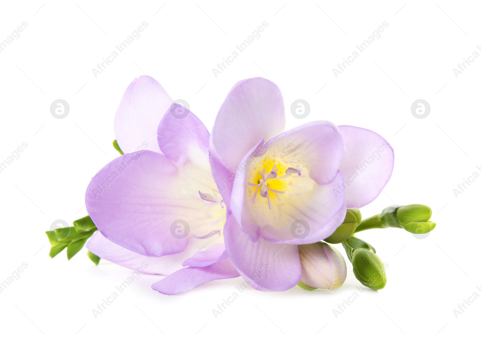 Photo of Beautiful freesia with fragrant flowers on white background