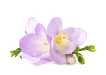 Photo of Beautiful freesia with fragrant flowers on white background