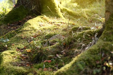 Beautiful green moss growing on ground in forest