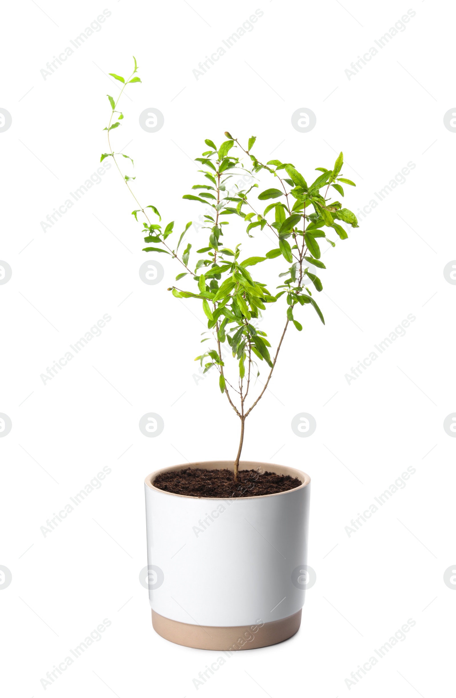 Photo of Pomegranate plant with green leaves in pot on white background