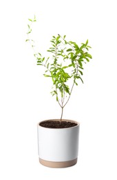 Photo of Pomegranate plant with green leaves in pot on white background