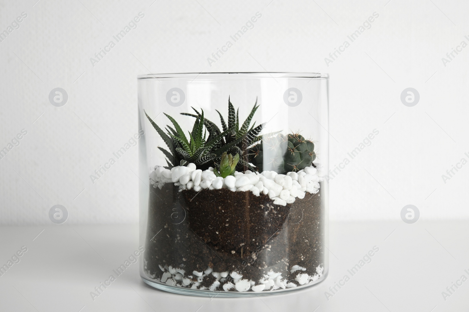 Photo of Glass florarium with different succulents on white background