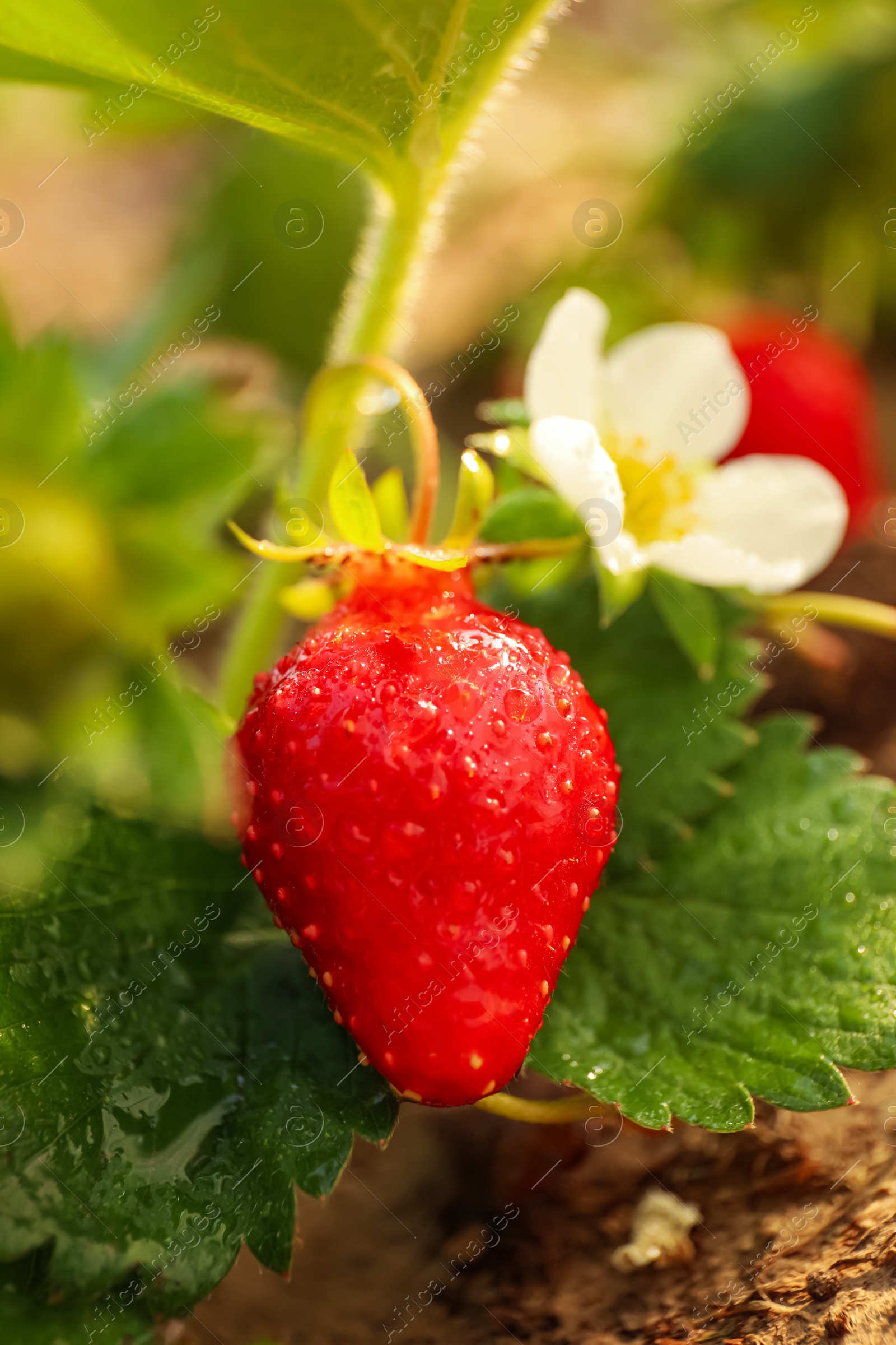 Photo of Strawberry plant with ripe berry on blurred background, closeup