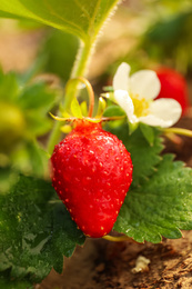 Photo of Strawberry plant with ripe berry on blurred background, closeup