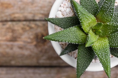 Beautiful succulent plant in pot on wooden table, top view. Space for text