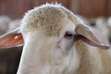 Photo of Sheep on farm, closeup view. Cute animals