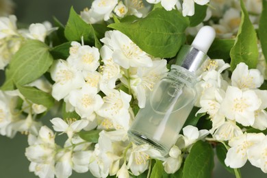 Photo of Essential oil in bottle among beautiful jasmine flowers on pale green background, closeup