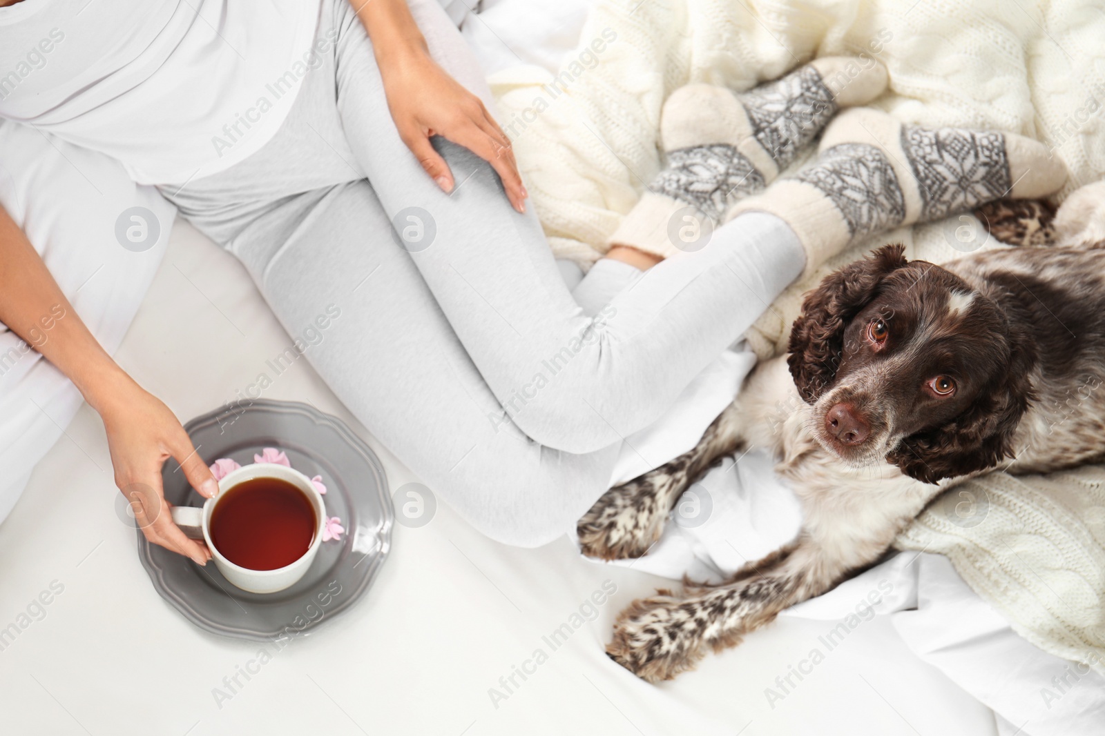 Photo of Adorable Russian Spaniel with owner on bed, top view