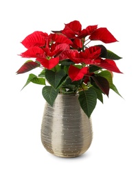 Photo of Beautiful poinsettia (traditional Christmas flower) on white background