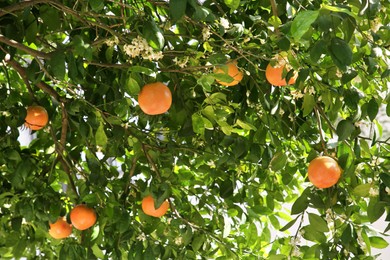 Photo of Fresh ripe grapefruits growing on tree outdoors