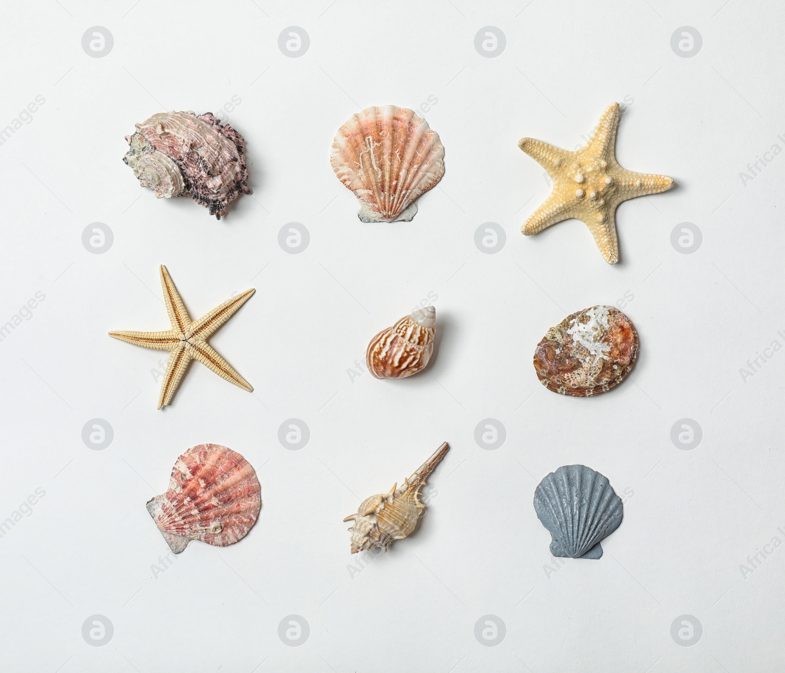 Photo of Composition with sea shells on white background. Beach object