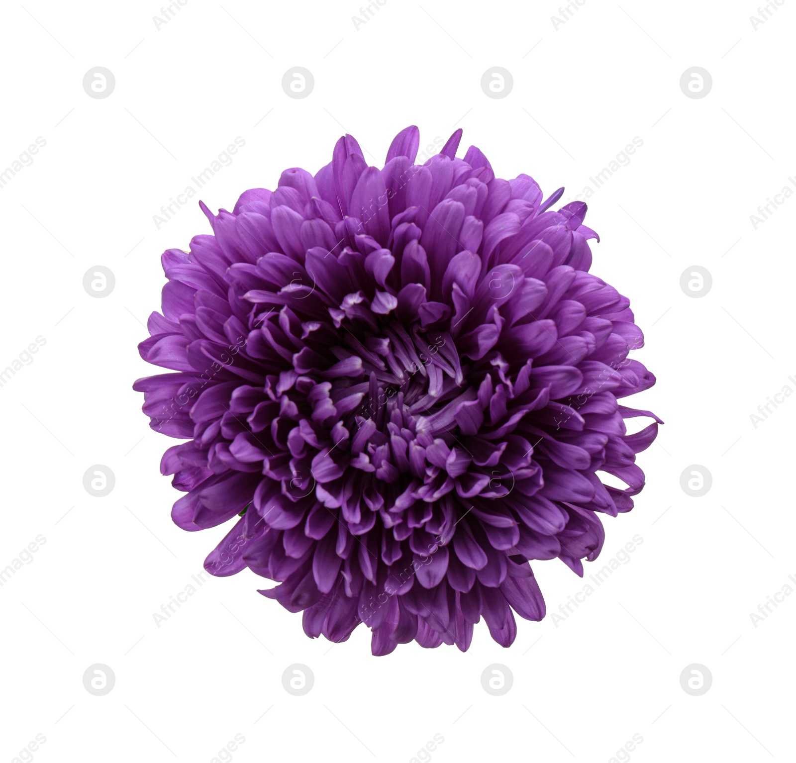 Photo of Beautiful purple aster isolated on white, top view.  Autumn flower