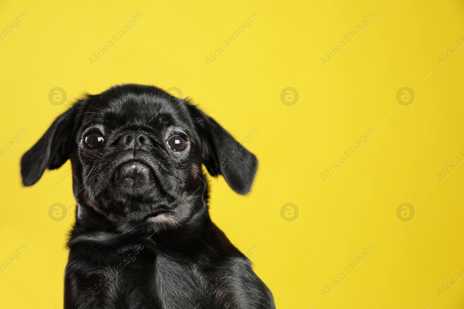 Photo of Adorable black Petit Brabancon dog on yellow background, space for text