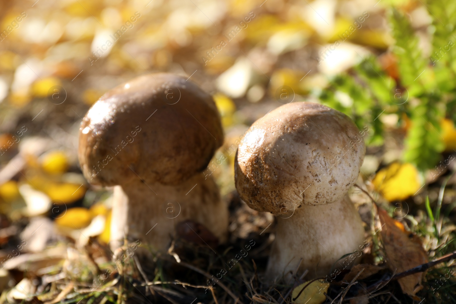 Photo of Fresh wild mushrooms growing in forest, closeup view