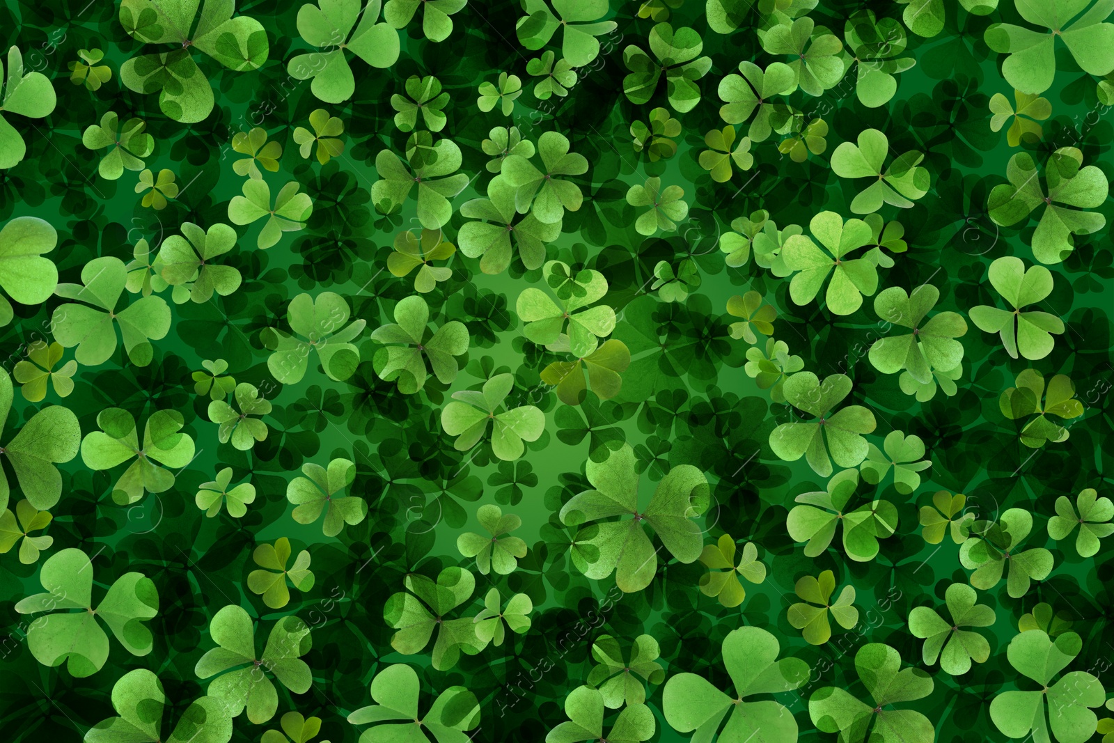 Image of Fresh green clover leaves as background. St. Patrick's Day 