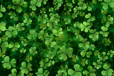 Image of Fresh green clover leaves as background. St. Patrick's Day 