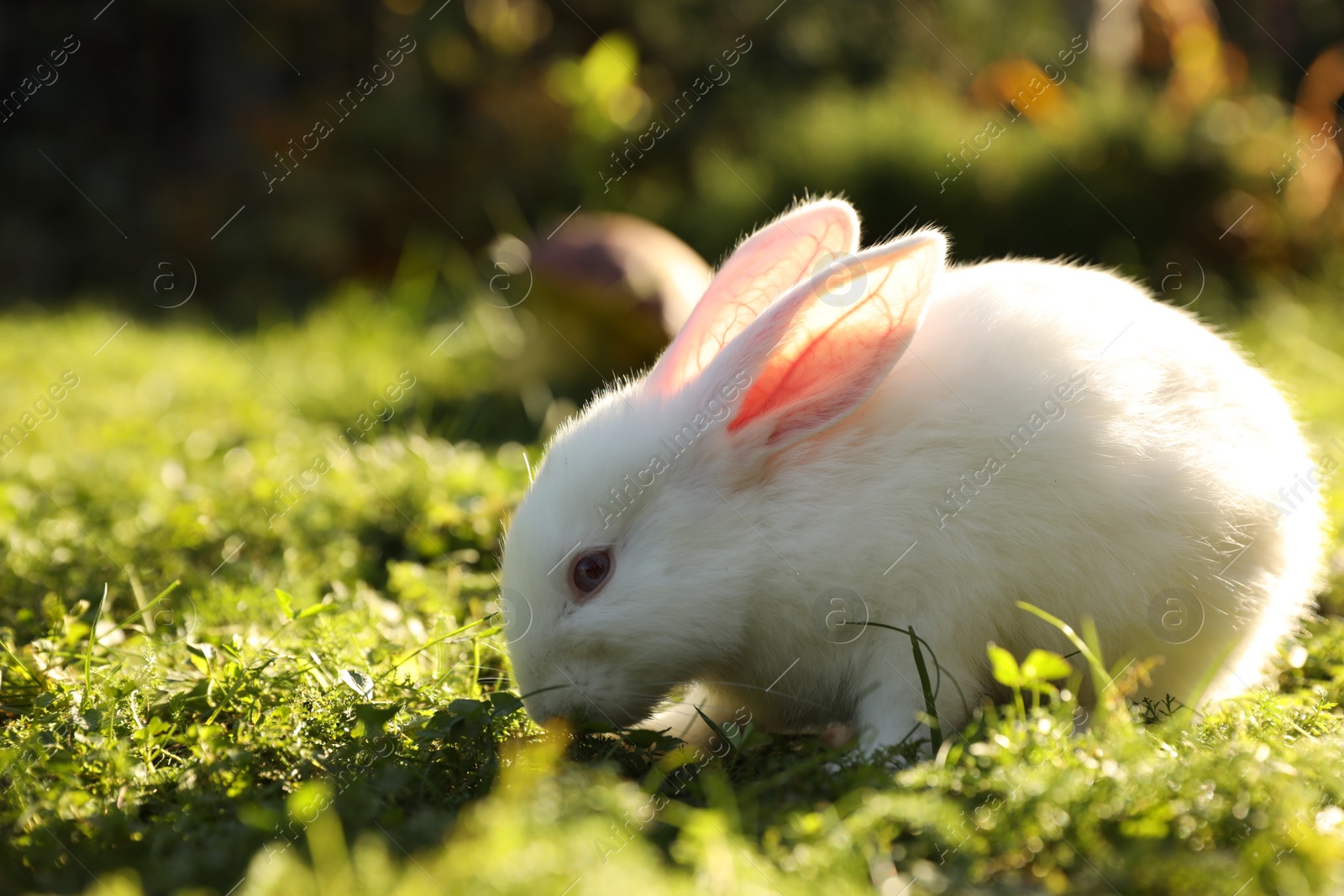 Photo of Cute white rabbit on green grass outdoors. Space for text