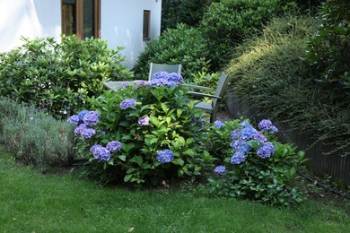 Blooming hortensia plant with beautiful flowers outdoors