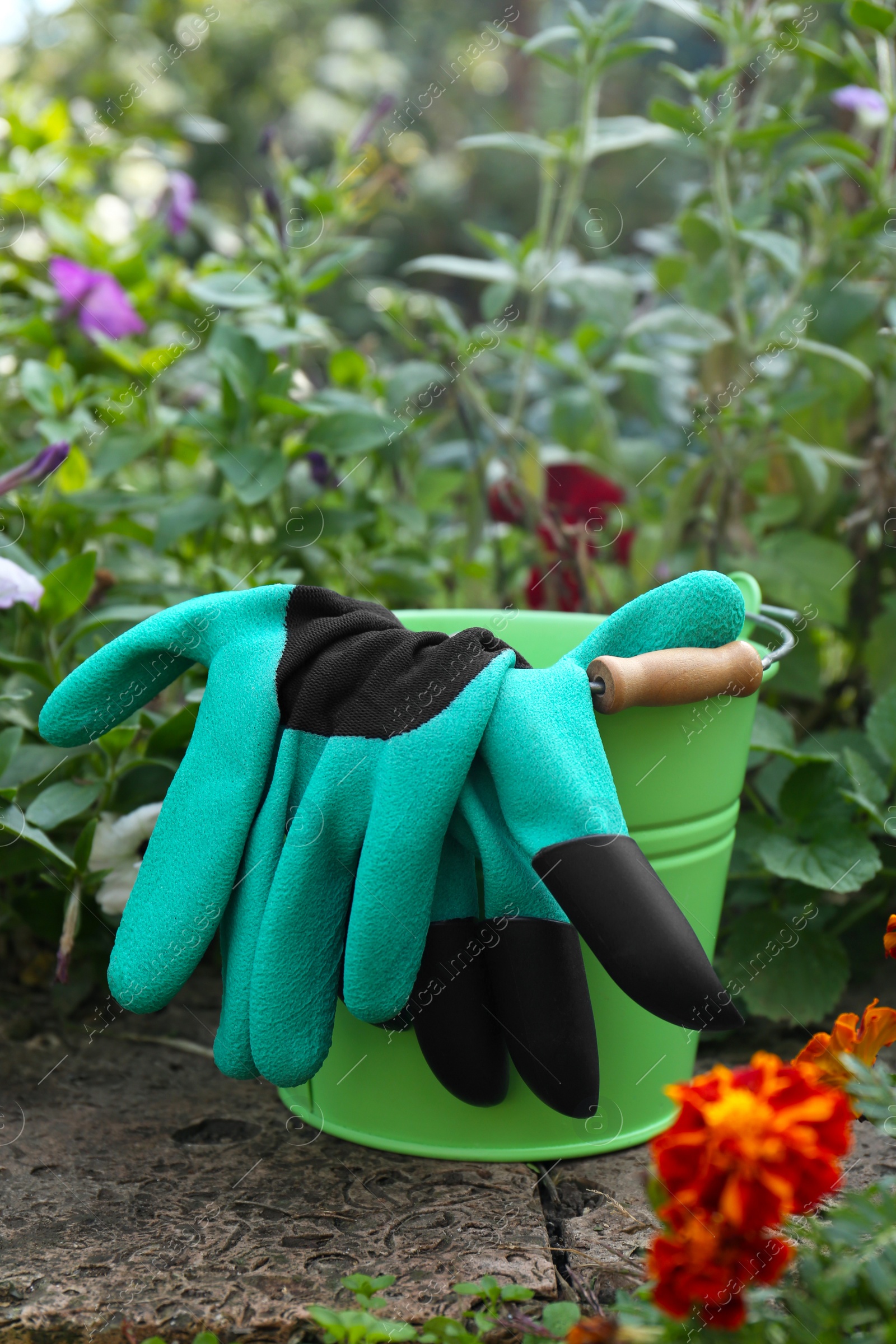 Photo of Green bucket with gardening gloves near flowers outdoors