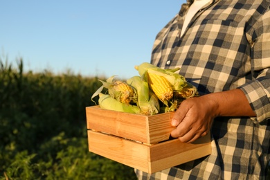 Photo of Man with crate of ripe corn cobs in field, closeup