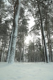 Photo of Beautiful snowy forest on winter day, low angle view