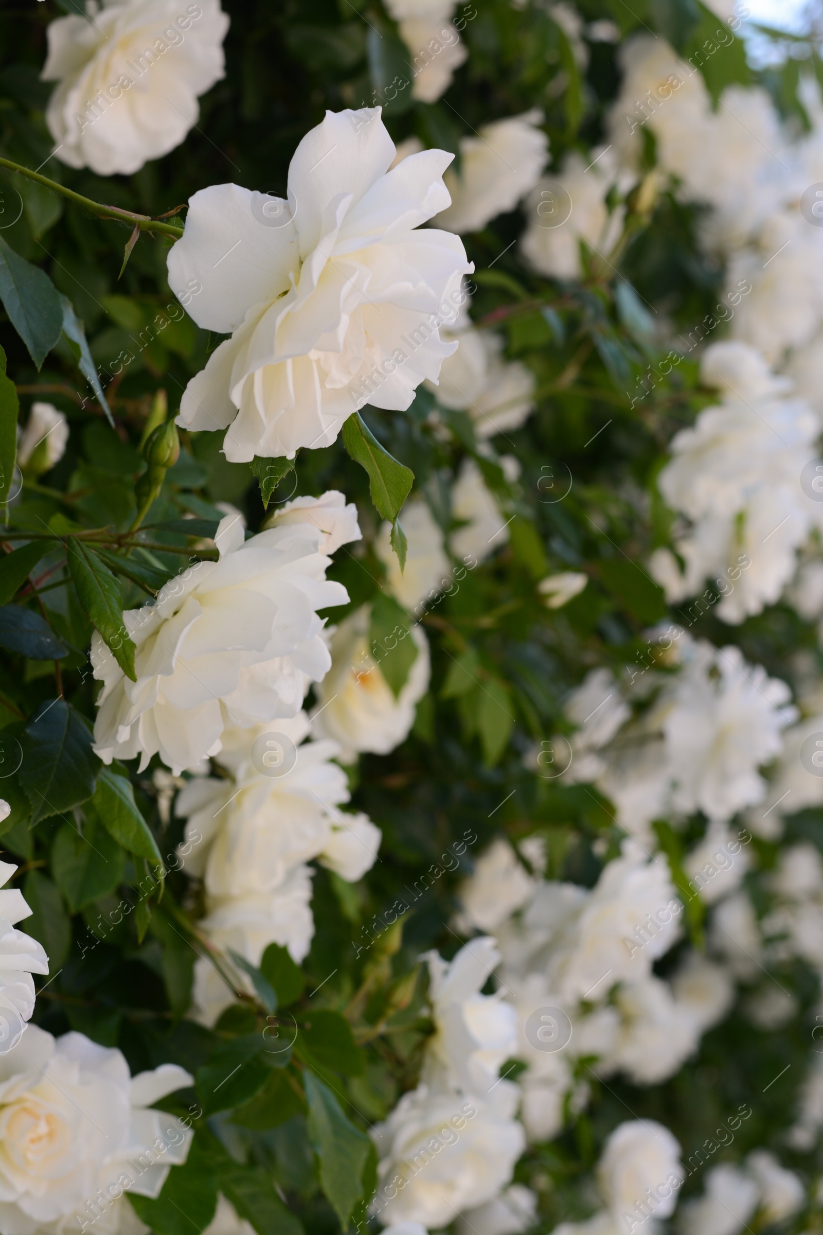 Photo of Beautiful blooming rose bush outdoors, closeup view