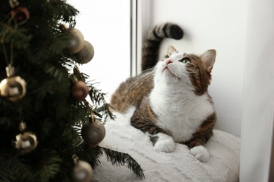 Photo of Cute cat and Christmas tree at home. Funny pet