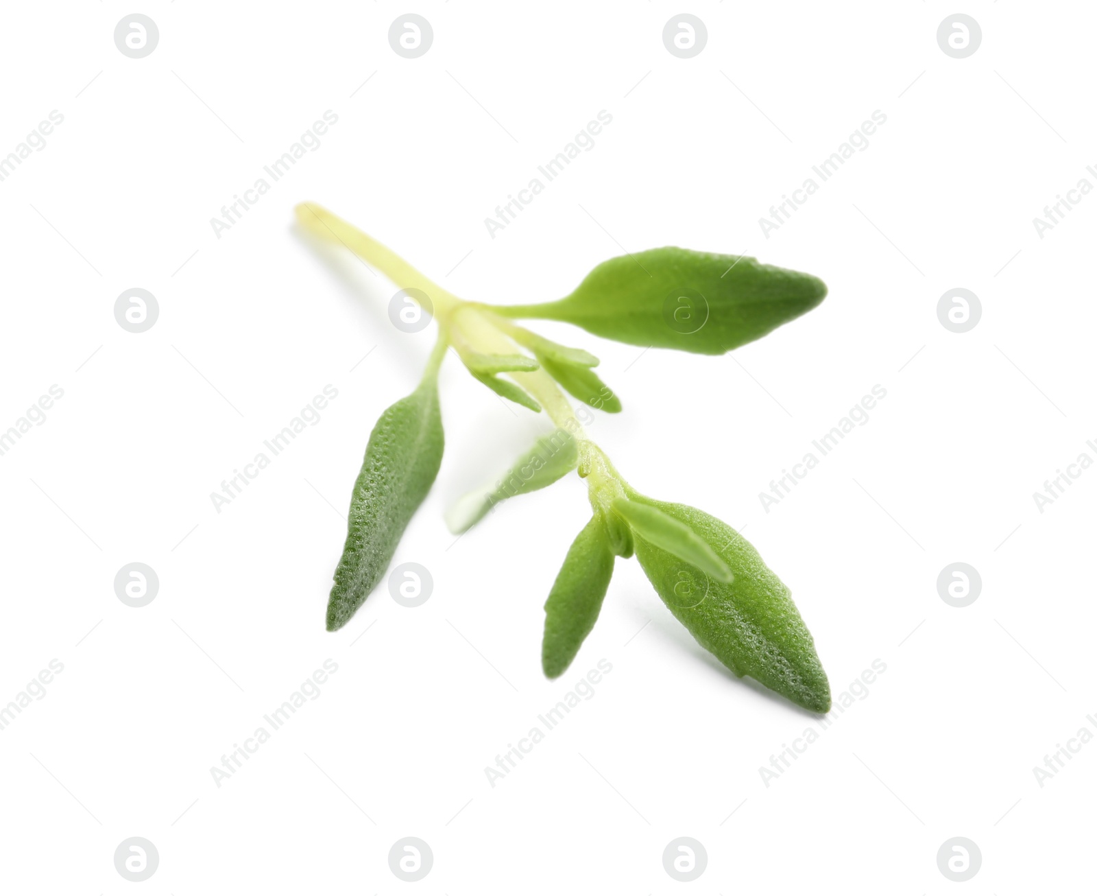 Photo of Aromatic thyme sprig on white background. Fresh herb